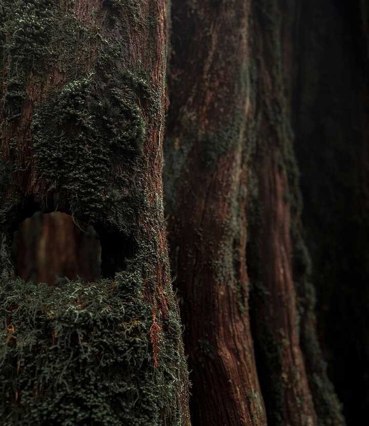Close-up of moss-covered tree trunk with hollow, surrounded by forest background.